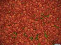 Обои для рабочего стола - Red Pack Wallpapers