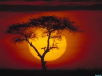     - Acacia Tree Over the Savannah Kenya