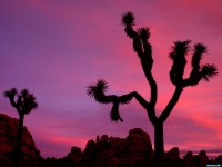 Обои для рабочего стола - Sunset Joshua Tree National Park California