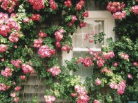     - Country Cottage Nantucket Massachusetts
