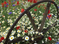     - Corn Chamomile Poppies and Cornflowers
