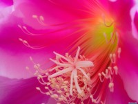     - Orchid Cactus