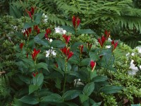    - Indian Pinks