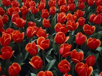     - Bed of Red Tulips