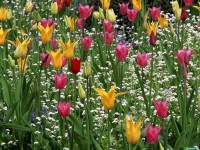     - Lily Tulips Among White Cornflowers Butchart Gardens Victoria British Columbia