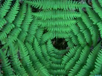     - Converging Ferns