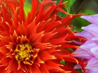     - Colorful Dahlias