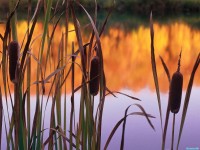     - Cattails