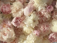     - A Fragrant Arrangement