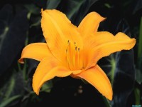     - Aurelian Lily