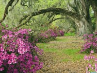     - Azaleas and Live Oaks Magnolia Plantation South Carolina