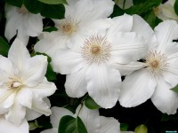     - White Clematis