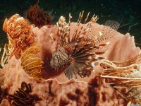     - Lionfish Lurking Among Feather Star Crinoids
