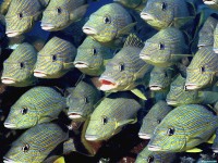    - School of Bluestriped Grunt
