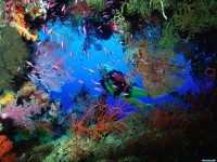     - Soft Coral Embellished Cave, Fiji