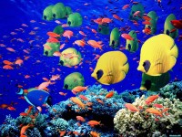     - Life Below the Red Sea, Egypt