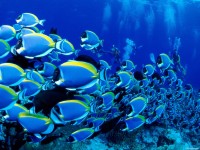     - Powder Blue Tangs