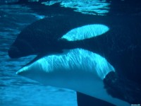     - Submerged, Killer Whale