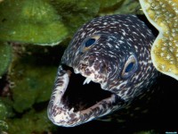 Обои для рабочего стола - Spotted Moray Eel