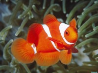 Обои для рабочего стола - Spine-Cheek Anemonefish, Papua New Guinea