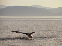     - Humpback Whale Tail, Alaska