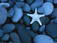 Обои для рабочего стола - Sea Star on a Rocky Beach, Baja California, Mexico