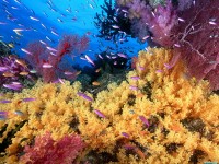Обои для рабочего стола - Soft Yellow Corals and Anthias Fish