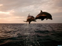     - Taking Flight, Bottlenose Dolphins