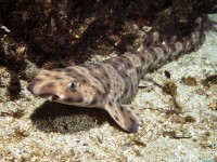     - Swell Shark