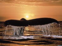     - Humpback Whale Tail