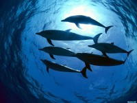     - Atlantic Spotted Dolphins, Bahamas