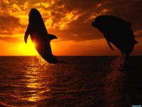     - Aquatic Symphony