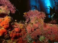     - Kelp Forest, San Miguel Island, Channel Islands