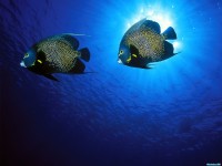     - French Angelfish