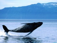     - Breaching, Humpback Whale