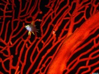     - Lemon Damselfish