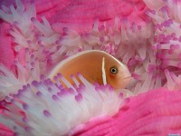     - Pink Anemonefish
