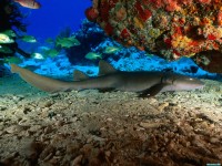     - Nurse Shark, Virgin Islands