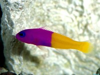     - Royal Dottyback, Pacific
