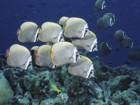     - School of Collared Butterflyfish, Thailand