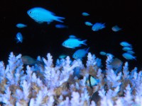     - Blue Damselfish