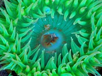     - Sea Anemone