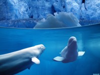     - Belugas Underwater