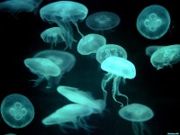     - Drifters, Jellyfish