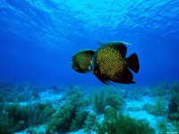     - Angelfish