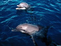     - Frolicking Dolphins, Honduras