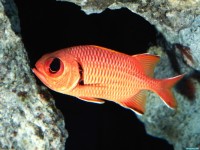     - Big-Eye Squirrel Fish