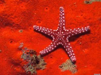     - Red Starfish