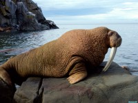     - Walrus Bull