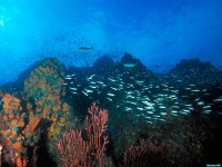     - Los Roques Reef, Venezuela